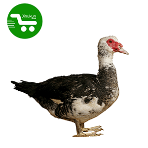 Store Jinukun Canard