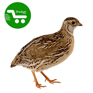 Store Jinukun Cailles