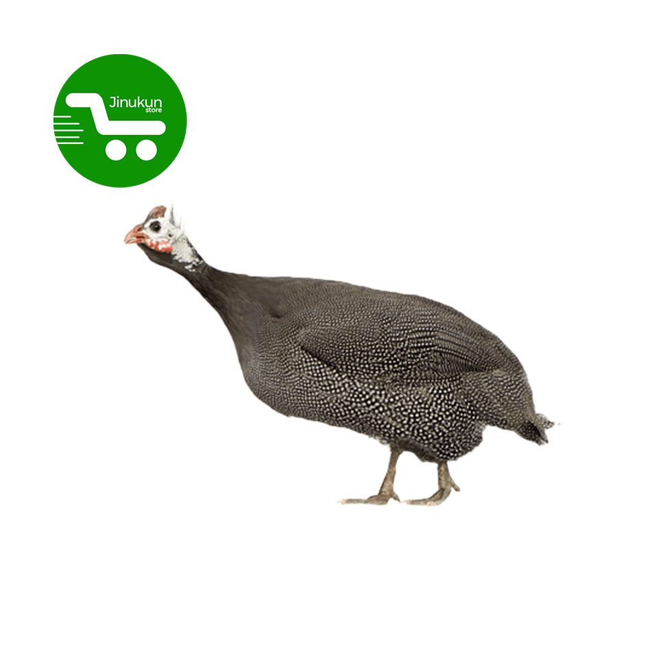 Store Jinukun Pintade