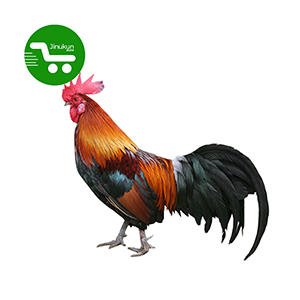 Store Jinukun Poulet